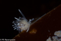   Cuthona concinna edgeCanon 40D Sigma 105mm 1200 sek f29 ISO100 1/200 200 f/29, f29, 29,  